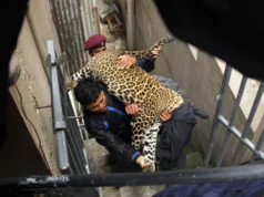 Living with leopards in the Himalayas