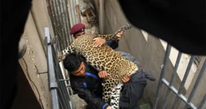 Living with leopards in the Himalayas